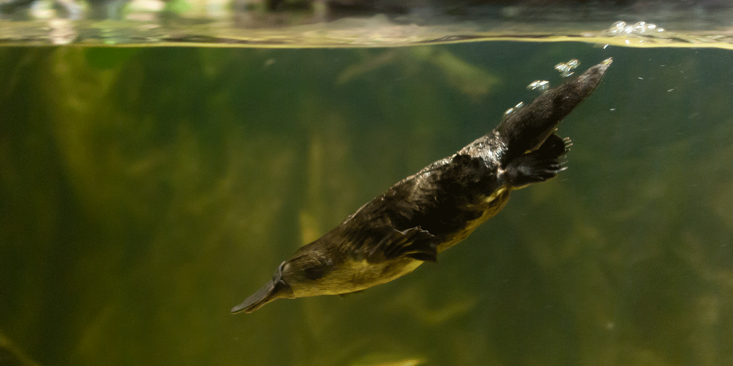 Schnabeltier taucht ins Wasser