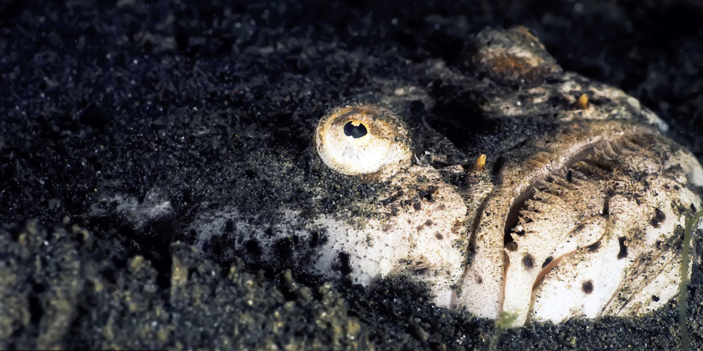 Sterngucker lauert eingegraben im Sand
