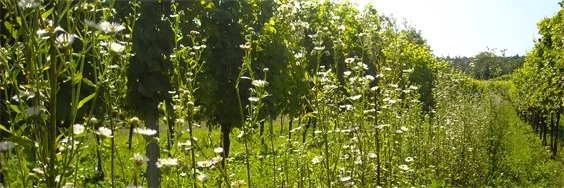 Am Weingut Hofmann wächst neben Weinreben auch wilde Kamille. 