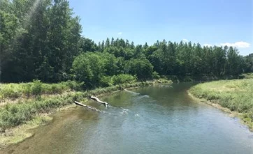 Sommerliche Flusslandschaft an der neuen Traisen