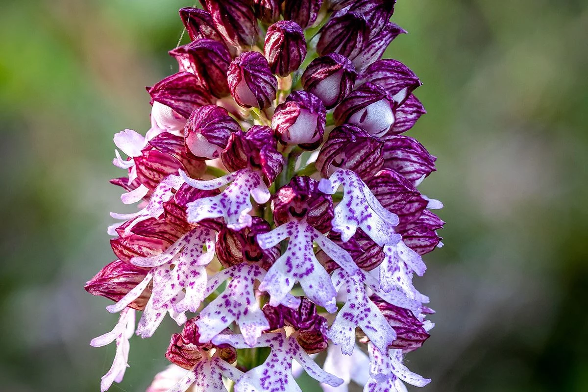 Helmknabenkraut - heimische Orchideenart. Photo by Uwe BeCause on Unsplash.