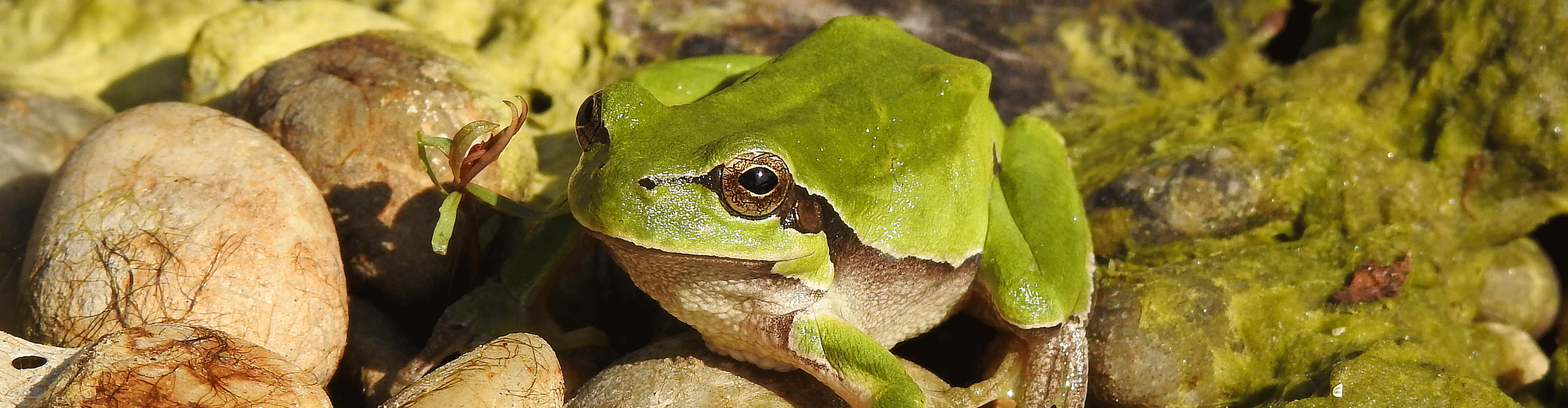 Grüner Frosch im Teich: Der Streit zwischen Volta und Galvani nahm seinen Ursprung mit einem kleinen Tier.  (© VERBUND)
